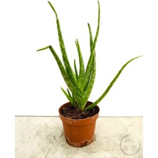 Little Miss Kaktüs Aloe Vera Bitkisi (40 Cm) - Ev ve Ofis Bitkisi