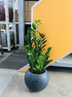 Little Miss Kaktüs Zamia Zamioculcas / Zz Plant / Zeze Çiçeği (Xl-70 Cm) - Ev ve Ofis Bitkisi