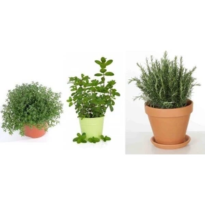 Saksılı Kekik Nane Biberiye Üçlü Set 10-20 cm