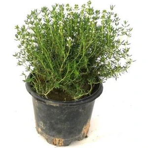 Saksılı Kekik Fidanı 10-20 cm Potted Thyme Sapling