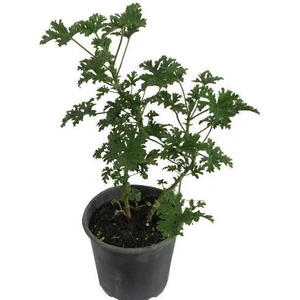 Saksılı Itır Çiçeği Fidanı Küçük Boy 5-15 cm
