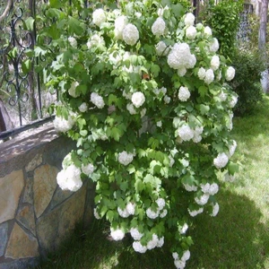 Saksılı Kartopu Çiçeği Fidanı 40-60 cm Viburnum