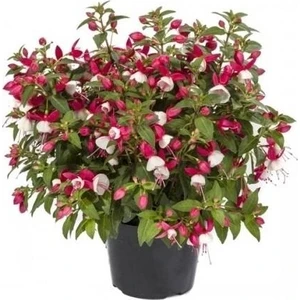 Saksılı Küpe Küpeli Çiçeği Fidanı 10-20 cm Fuchsia
