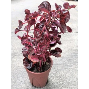 Saksılı Çingene Şalvarı Çiçeği 10-20 cm Iresine Herbstii