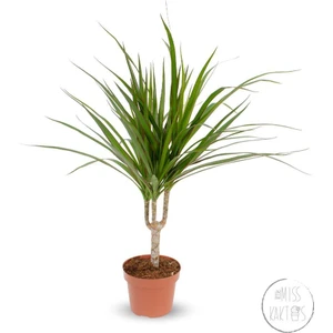 Little Miss Kaktüs Dracaena Marginata (Tek Gövdeli-45 Cm) - Ev ve Ofis Bitkisi