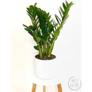 Little Miss Kaktüs Zamia Zamioculcas / Zz Plant / Zeze Çiçeği (45 Cm) - Ev ve Ofis Bitkisi