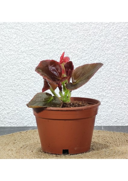 Bitki Fidanım Begonya Şeker  Mini  Kırmızı (Begonia Xsemperflorens)