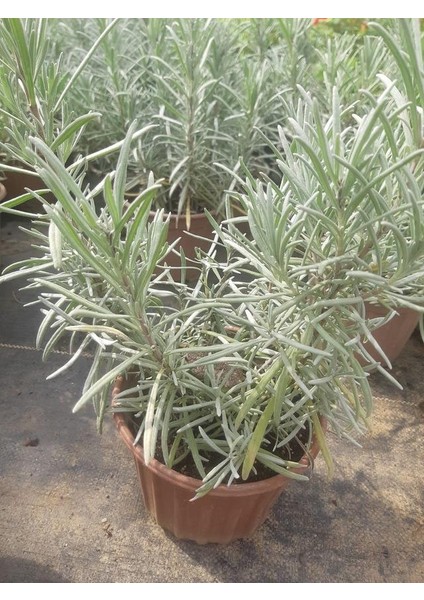 Saksılı Lavanta Fidanı 2 Adet 20-40 cm (Lavandula Intermedia)