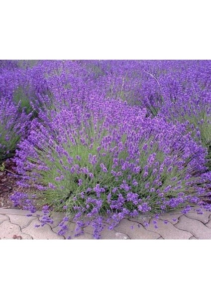 Saksılı Lavanta Fidanı 2 Adet 20-40 cm (Lavandula Intermedia)