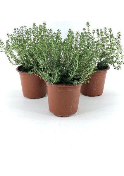 Saksılı Kekik Fidanı 10-20 cm 3 Adet Potted Thyme Sapling