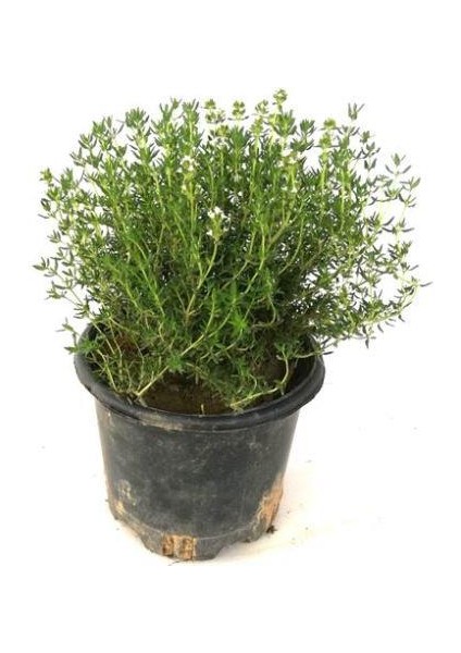 Saksılı Kekik Fidanı 10-20 cm Potted Thyme Sapling