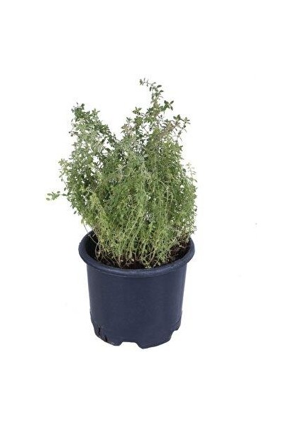 Saksılı Kekik Fidanı 10-20 cm Potted Thyme Sapling