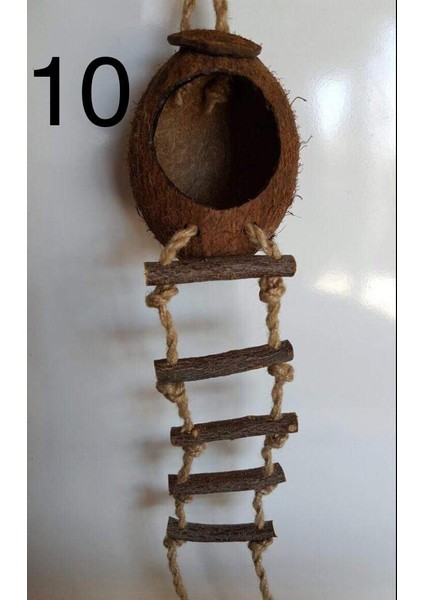 Hindistan Cevizi Yumurtalık ve Yuvalık