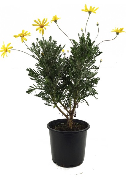 Euryops - Yeşil Yapraklı Sarı Çalı Papatyası