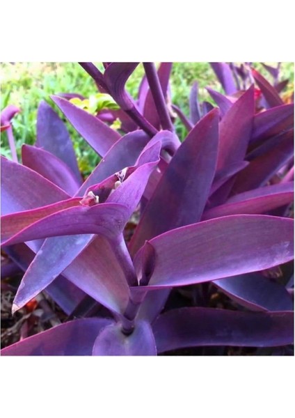 Saksılı Mor Telgraf Karasevda Çiçeği 10-20 cm Tradescantia