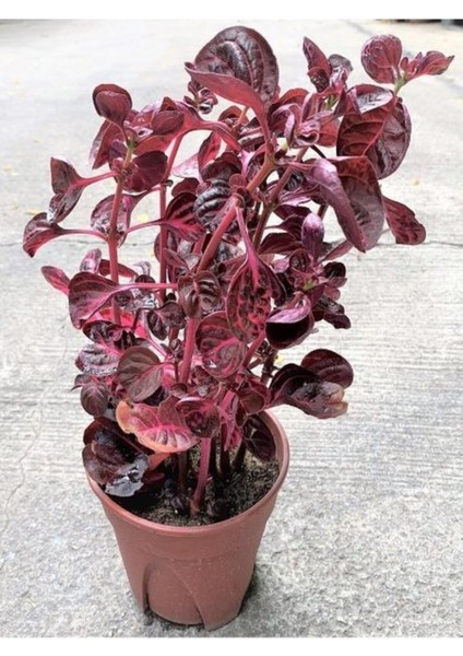Saksılı Çingene Şalvarı Çiçeği 10-20 cm Iresine Herbstii