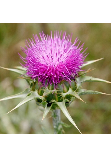 Kenger Otu(Cynara Cardunculus) Tohumu 5 Adet