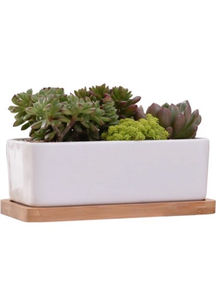 Masa Masa Dekorasyon Için Bambu Tepsi Etli Bitki Pot (Yurt Dışından)