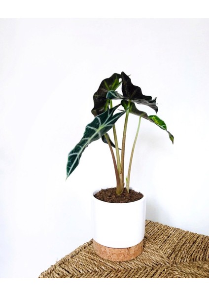 Alocasia Polly / Fil Kulağı (30 Cm) - Ev ve Ofis Bitkisi