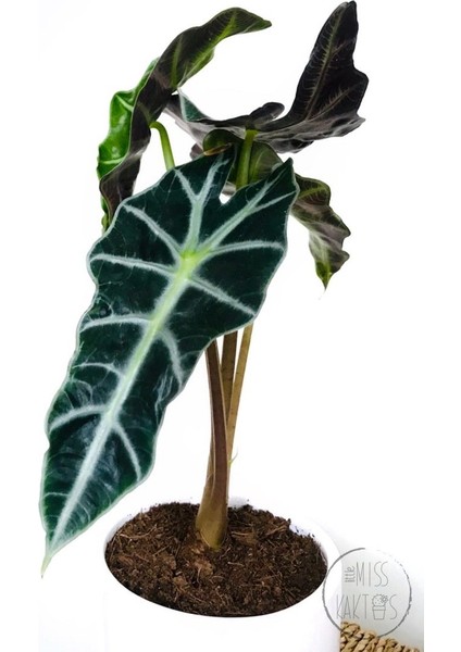 Alocasia Polly / Fil Kulağı (30 Cm) - Ev ve Ofis Bitkisi fiyatları