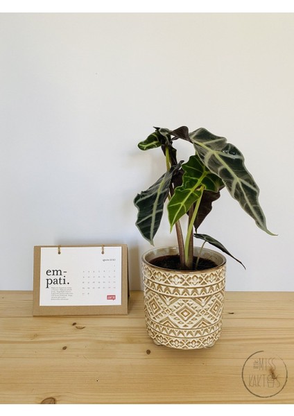 Alocasia Polly / Fil Kulağı (30 Cm) - Ev ve Ofis Bitkisi modelleri