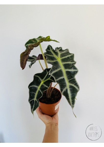 Alocasia Polly / Fil Kulağı (30 Cm) - Ev ve Ofis Bitkisi fırsatları