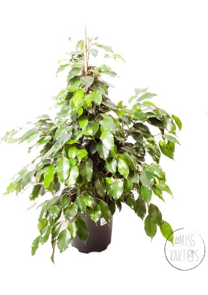 Ficus Benjamin Daniella (110 Cm) - Ev ve Ofis Bitkisi