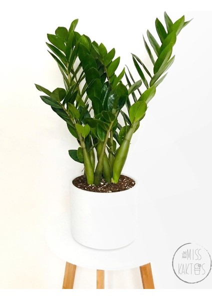 Zamia Zamioculcas / Zz Plant / Zeze Çiçeği (45 Cm) - Ev ve Ofis Bitkisi
