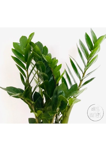 Zamia Zamioculcas / Zz Plant / Zeze Çiçeği (45 Cm) - Ev ve Ofis Bitkisi fiyatları