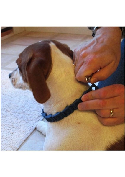 Köpek Ayarlanabilir Komutanlığı Eğitim Yaka Pet Obedience (Yurt Dışından) fiyatları