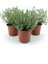 Saksılı Kekik Fidanı 10-20 cm 3 Adet Potted Thyme Sapling 1