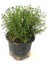 Saksılı Kekik Fidanı 10-20 cm Potted Thyme Sapling 1