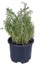 Saksılı Kekik Fidanı 10-20 cm Potted Thyme Sapling 2