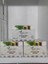 At Kestanesi Balsam 3 Adet X100 ml 1