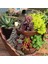 Microlandschaft Saksı Asılı Bahçe Saksı Masal Dünya (Yurt Dışından) 2