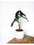 Alocasia Polly / Fil Kulağı (30 Cm) - Ev ve Ofis Bitkisi 1