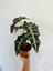 Alocasia Polly / Fil Kulağı (30 Cm) - Ev ve Ofis Bitkisi 4