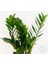 Zamia Zamioculcas / Zz Plant / Zeze Çiçeği (45 Cm) - Ev ve Ofis Bitkisi 2