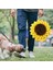 Ayçiçeği Şekli Köpek Snuffle Mat Yavru Yeme Gıda Dağıtıcı Eğitim Koku Besleme Battaniyesi Stres Pad Yavru Köpek Kaynağı Rahatlatmak | Evler, Kennels kalemler (Yurt Dışından) 4