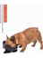 Köpek Besleme Kaseleri, Fransız Bulldog Sarı Çizgili Kedi Seramik Besleme Bulaşıkları Kesim Köpek ve Kedi | Köpek Beslemesi (Yurt Dışından) 3