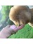 Mini Taşınabilir Pet Su Şişesi Küçük Köpekler Için Chihuahua Seyahat Köpek Su Kase Yavru Pet Kedi Su Içme Kupası Açık Dağıtıcı | Köpek Besleme (Yurt Dışından) 4