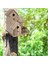 Ahşap Birdhouse Küçük Açık Bahçe Kuş Yuvalama Kutusu Kuş Evi Pet Malzemeleri Dekorasyon Kuşlar Için Uygun Dekorasyon Kumaştılar | Kuş Kafesleri ve yuvalar (Yurt Dışından) 4