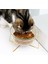 Kedi Kase Cam Su Içme Drinker Besleyici Gıda Besleme Dağıtıcı Sohbetler Köpekler Kediler Için Mallar Aksesuarlar Hayvan Malzemeleri Kedi Besleme ve sulama Malzemeleri (17.8cm) (Yurt Dışından) 3