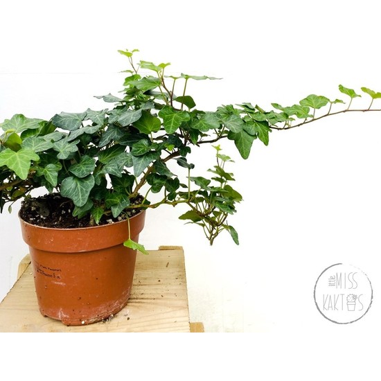 Little Miss Kaktüs Hedera Helix Sarmaşık / Duvar Sarmaşığı Fiyatı
