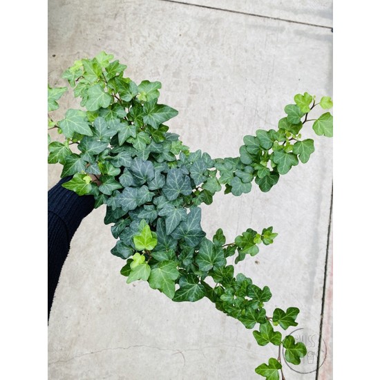 Little Miss Kaktüs Hedera Helix Sarmaşık / Duvar Sarmaşığı Fiyatı
