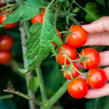 Floramut Çeri Domates Fidesi-5 Adet