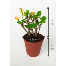 Toptan Kaktüs Nadir Bulunan Ebruli Çiçekli Dikenler Tacı Euphorbia Miili Mini Kaktüs Kral Tacı Dikenli Taç 5.5 cm Saksıda Özel Tür