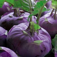 Bilgarden Mor Kohlrabi(Alabaş) Tohumu 20 Tohum