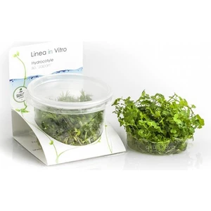 İthal Bitki Hydrocotyle Tripartita - Sp. Japan In Vitro 200CC Canlı Bitki