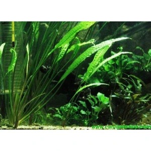 Canlı Petshop Amazon 1 Kök 30-50 cm